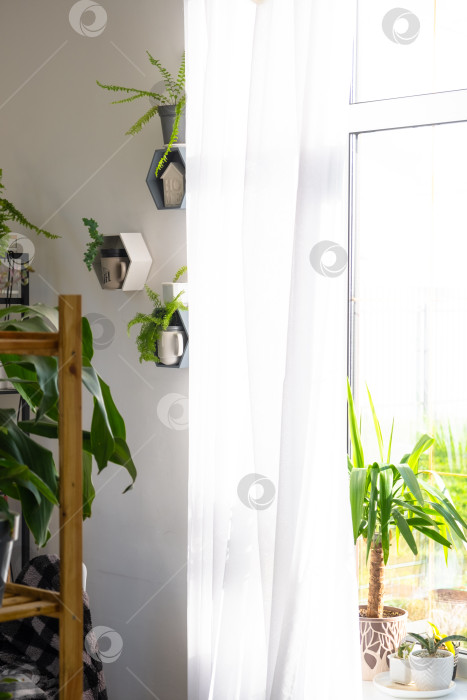 Скачать Минималистичный яркий интерьер с растениями в горшках, большое окно, естественное освещение, легкий стиль, декоративная полка, оконная фурнитура, воздушная атмосфера, дизайнерское использование фотосток Ozero