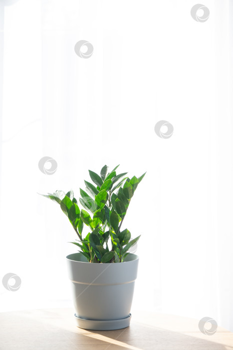 Скачать Замиокулькас разнолистный на фоне окна, минималистский стиль, простой уход, советы по поливу, домашний декор, свет и воздух, дизайн зеленых растений фотосток Ozero