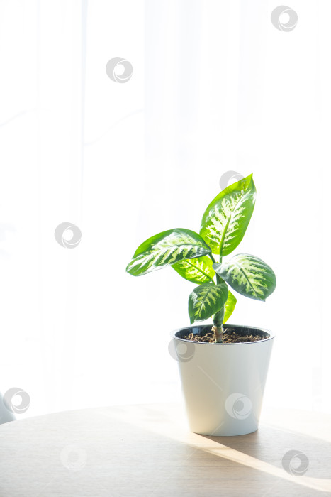 Скачать Диффенбахия в белом кашпо, рядом с окном, минималистичный дизайн, уход: влажная почва, свет, регулярная уборка, для экологичного оформления интерьера фотосток Ozero