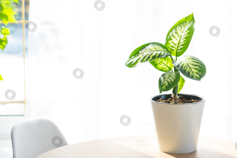 Скачать Диффенбахия в горшке на окне, минималистский стиль, инструкции по уходу: регулярный полив, свет, но не прямое солнце, пересадка, здоровый вид, использование в качестве декора фотосток Ozero