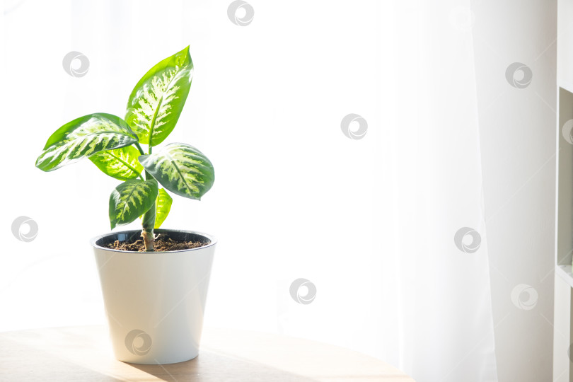 Скачать Диффенбахия на подоконнике, чистый минималистский интерьер, яркий свет, умеренный полив, уборка листьев, зеленый дизайн для рекламы недвижимости или декора фотосток Ozero