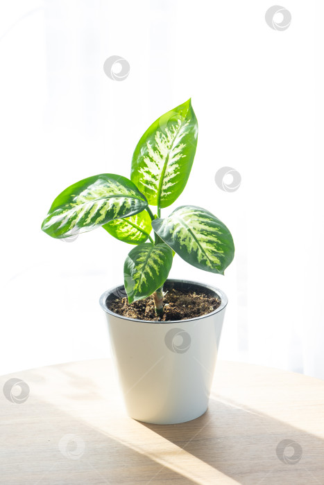 Скачать Диффенбахия в белом горшке, солнечный интерьер, минимальный уход, простой полив, отсутствие прямых солнечных лучей, регулярная уборка листьев, использование для декора, журнал о растениях фотосток Ozero