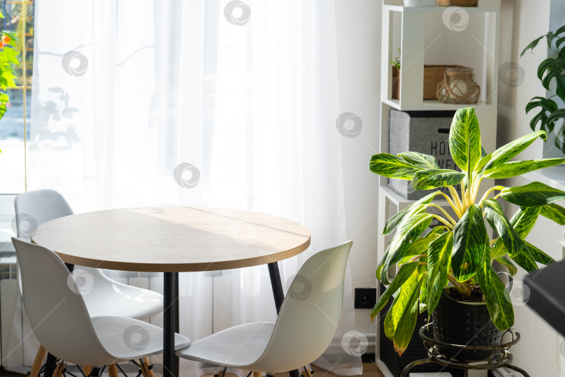 Скачать Светлый уголок с журнальным столиком, стильными стульями, растениями в горшках, воздушными белыми занавесками, минимализм, солнечное окно, комфорт, фото для журналов lifestyle & фотосток Ozero