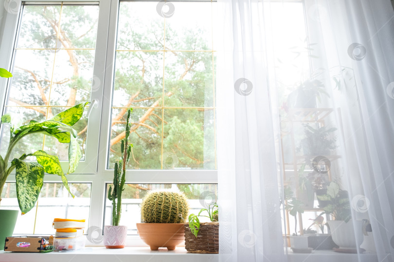 Скачать Панорамное окно, светлое пространство, растения в горшках на подоконнике, залитая солнцем комната в стиле минимализма, комфорт, естественное освещение, стильная фурнитура, реклама квартир/дизайнеров фотосток Ozero