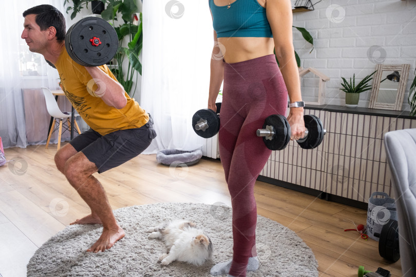 Скачать Fit duo, поднимающий гантели и штангу дома, дружелюбный кот на ковре, современная квартира, домашние тренировки, поддерживающий фитнес, оздоровительный образ жизни. фотосток Ozero