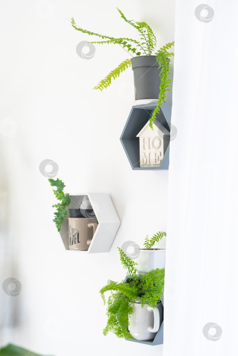 Скачать Минималистичный декор стен с геометрическими горшками, пышные растения, яркий свет, спокойная обстановка, зона у окна, концепция для каталога стилей, магазин растений, эко-дизайн фотосток Ozero