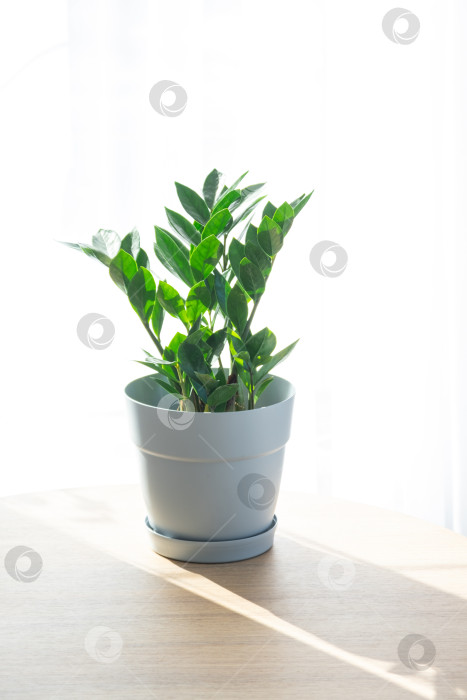 Скачать Замиокулькас, укоренившийся в горшке на столе у окна, обычный уход, полив, вытирание пыли, мало солнца, современный минималистичный интерьер, использование в рекламе цветочного магазина фотосток Ozero