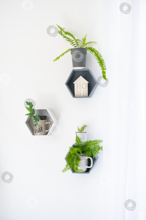 Скачать Стена с шестигранными горшками, минималистичный стиль, комнатные зеленые растения, белая стена, яркий свет, использование для цветочных магазинов, эко-дизайн, оконная фурнитура фотосток Ozero