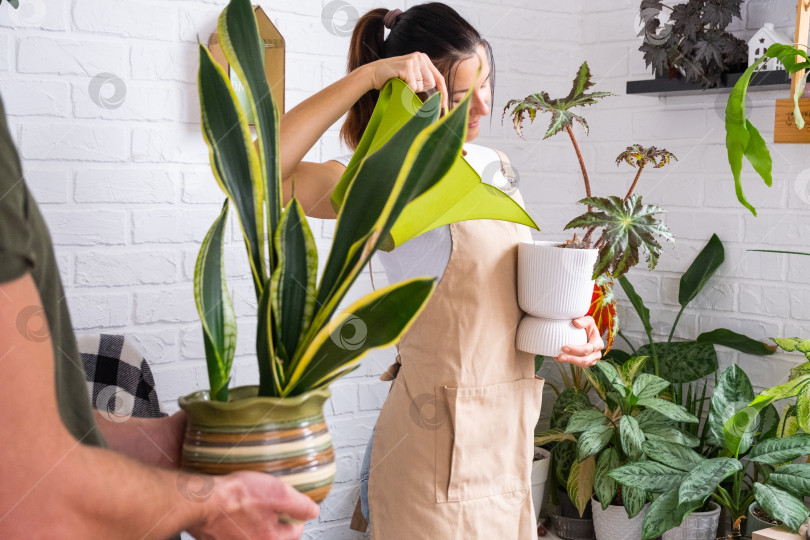 Скачать Счастливая пара вместе ухаживает за комнатными растениями в современном доме, поливает сансевиерию и листовую зелень, общее хобби, уютный эко-интерьер, радостные будни. фотосток Ozero