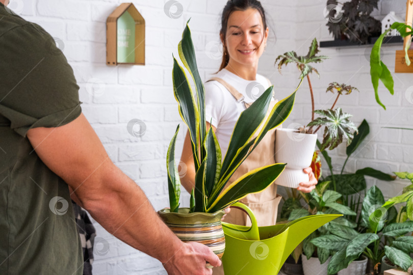 Скачать Молодая женщина и мужчина вместе поливают сансевиерию в светлом доме, веселая пара наслаждается садоводством в помещении, экологичным образом жизни, стильным декором. фотосток Ozero