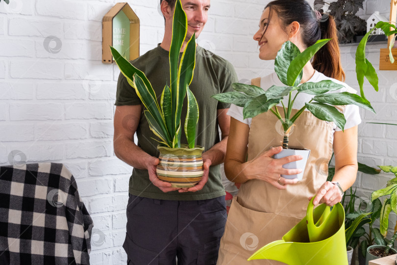 Скачать Пара улыбается, ухаживая за комнатными растениями в стильном доме, сансевиерия и зеленая листва, веселое хобби, экологичный образ жизни, яркий современный декор. фотосток Ozero