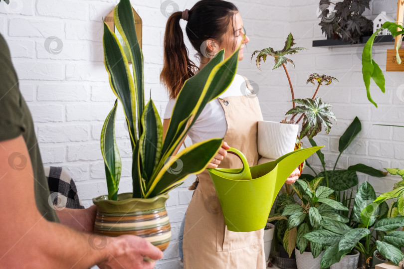 Скачать Молодая семейная пара поливает комнатные растения, сансевиерия в центре внимания, совместная работа в уютной современной квартире, свежая зелень, общее домашнее хобби. фотосток Ozero