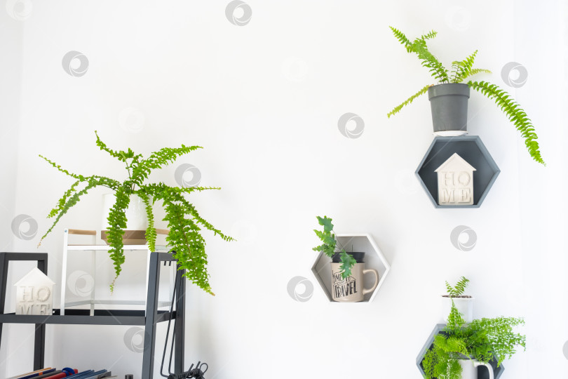 Скачать Светлая комната, аккуратная открытая полка, растения в горшках, современный минимализм, солнечный свет, аксессуары для окон, рекламное использование мебели или цветочных магазинов фотосток Ozero