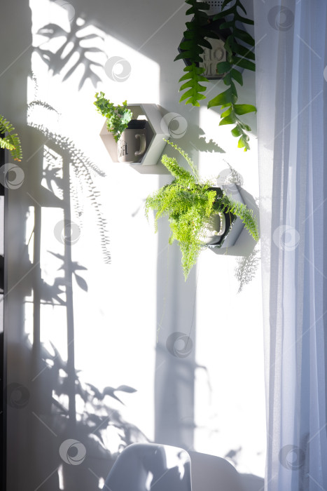 Скачать Солнце на белой стене, вертикальный минималистский интерьер, листва в горшках на крючках, окно с прозрачной фурнитурой, успокаивающее пространство, рекламный ролик журнала или магазина фотосток Ozero