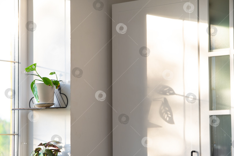 Скачать Современная витрина, мягкий солнечный свет, геометрические цветочные горшки, зеленый оттенок, белая стена, место для текста, редакционная статья в журнале, установка окон, снимок продукта фотосток Ozero