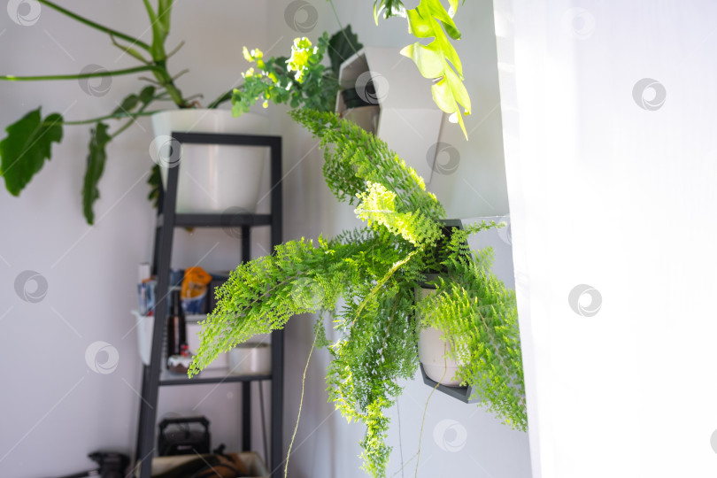 Скачать Зеленые растения вокруг лестничной полки, нейтральные стены, окно с дневным светом, простой интерьер, минимум прикосновений, оконная ручка, фотосессия, блоги о дизайне фотосток Ozero