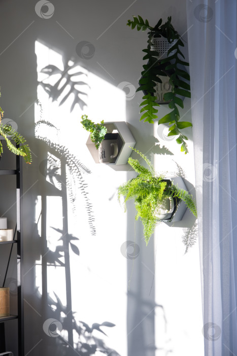 Скачать Белая занавеска, солнечный свет, подвесное растение в горшке, окно, минимализм, зеленые тени, вертикальный формат, современная оконная фурнитура, использование в блогах или рекламе фотосток Ozero