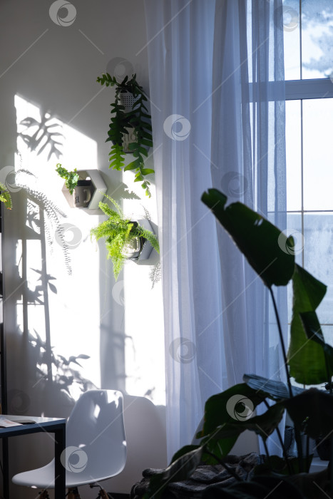 Скачать Ночное окно, современный стиль, комнатные растения, эффектный свет и тени, минимализм, открытые шторы, использование для блогов, элегантные снимки недвижимости фотосток Ozero