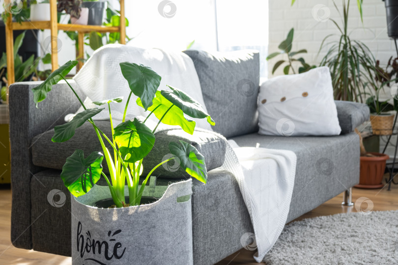 Скачать Гостиная в стиле минимализма, удобный диван, уютное покрывало, декоративные растения в корзинах, современное окно, мягкий свет, макет рекламы недвижимости или журнала фотосток Ozero