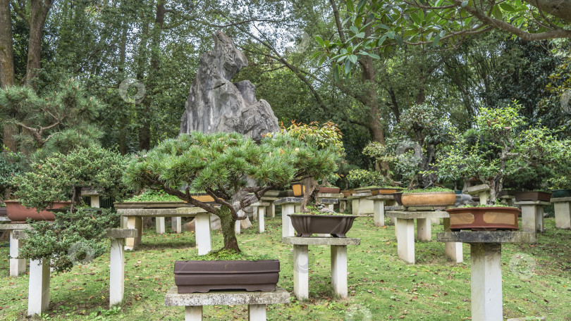 Скачать Китайский парк. Карликовые деревья бонсай растут в горшках на каменных подставках. фотосток Ozero