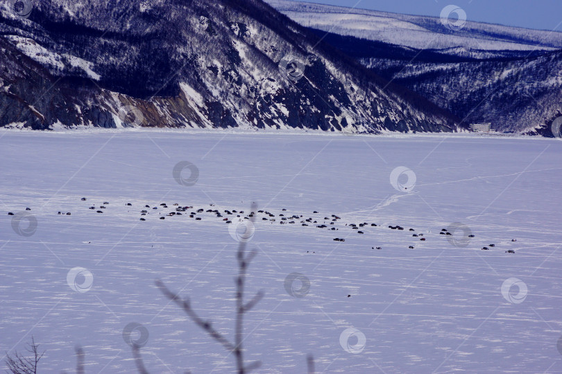 Скачать Рыбаки на машинах и не только на льду бухты. Весенняя рыбалка на льду. Зимнее хобби и увлечения. фотосток Ozero