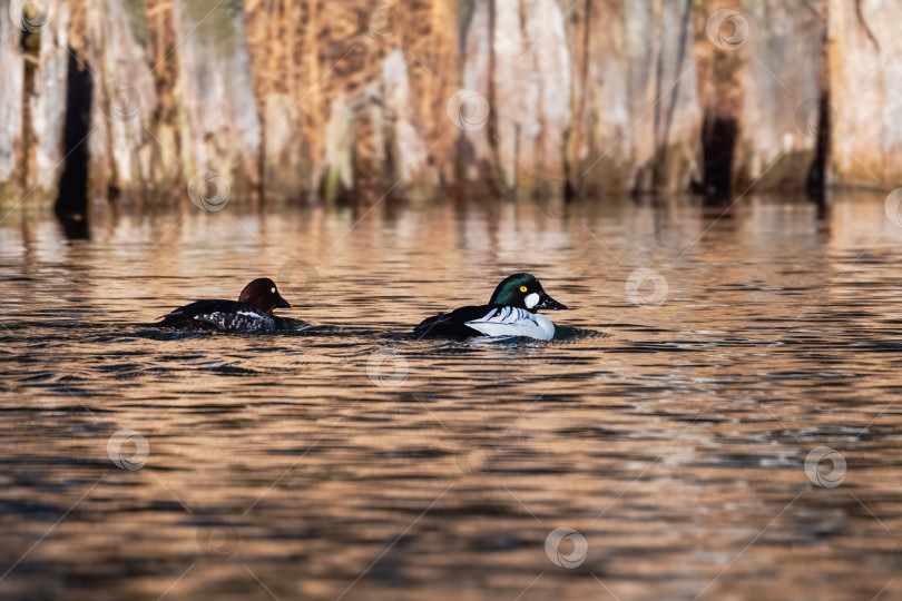 Скачать Две утки гоголем плывут по спокойной, залитой солнцем воде. фотосток Ozero
