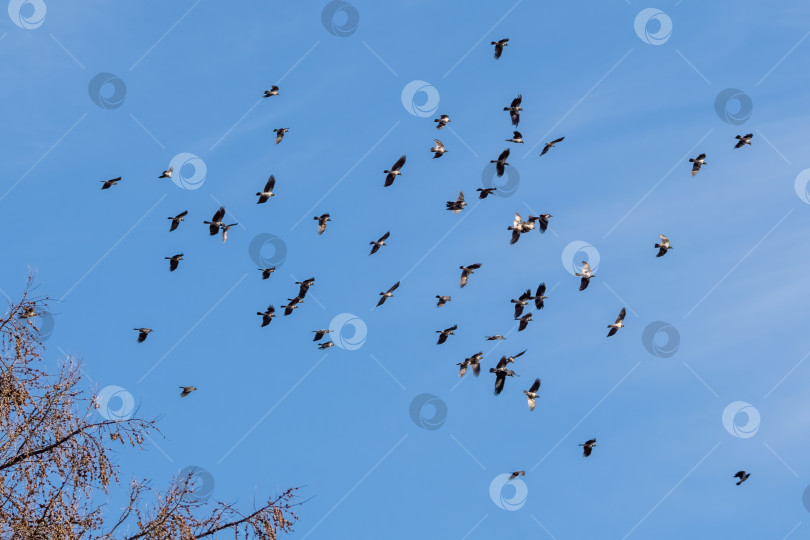 Скачать Птицы свободно парят на фоне ясного, темно-синего неба. фотосток Ozero