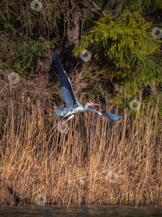 Скачать Серая цапля парит над камышами с распростертыми крыльями. фотосток Ozero