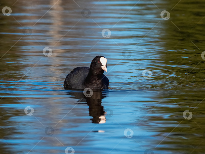 Скачать Птица-лысуха (fulica atra) спокойно скользит по зеленовато-голубой поверхности фотосток Ozero