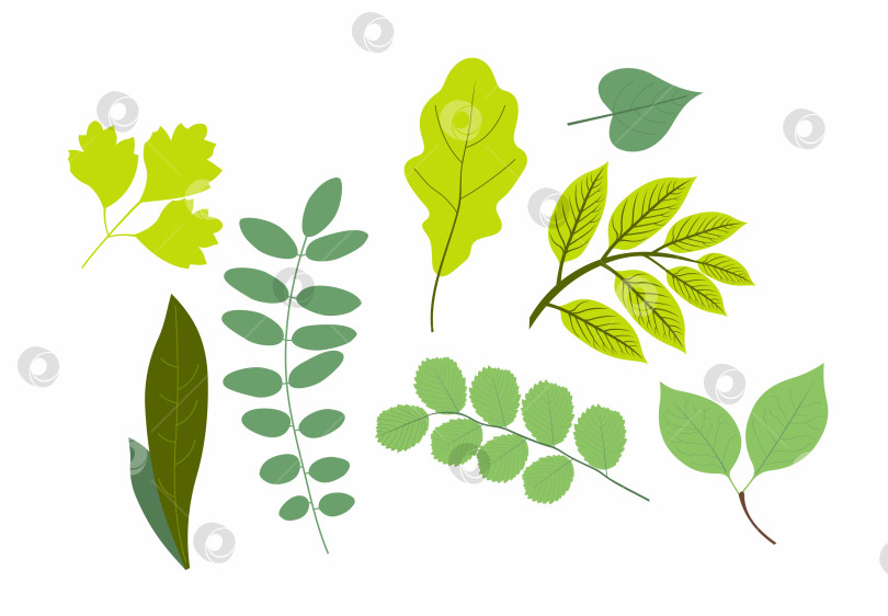 Скачать Разные зеленые листья фотосток Ozero