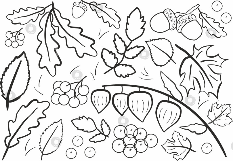 Скачать Осенние листья и ягоды фотосток Ozero