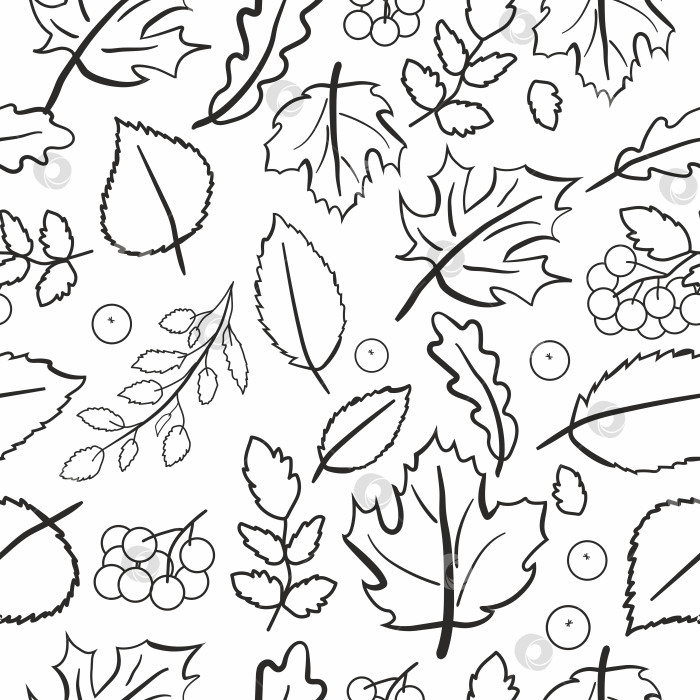 Скачать Осенние листья и ягоды фотосток Ozero