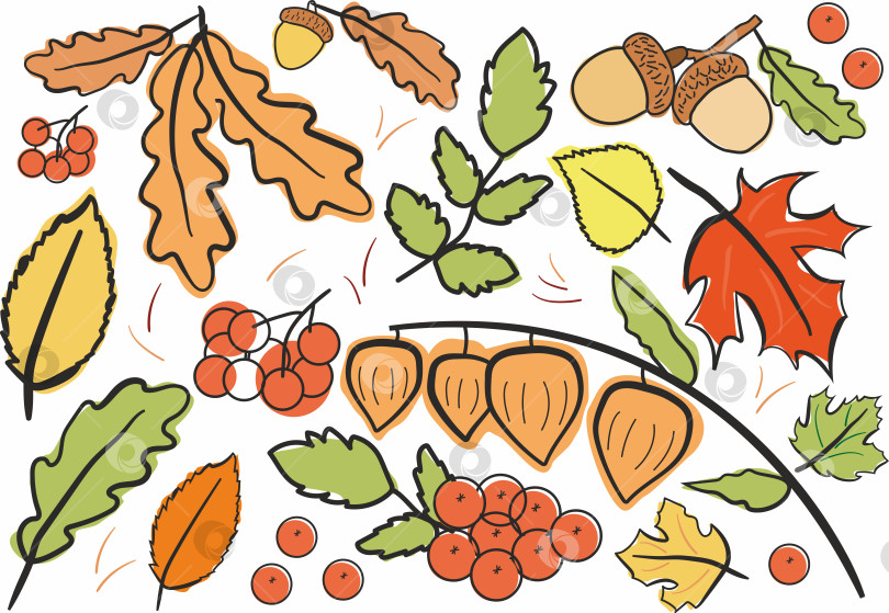 Скачать Осенние листья клена, дуба и рябины. фотосток Ozero