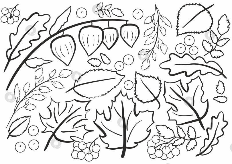 Скачать Осенние листья и ягоды фотосток Ozero