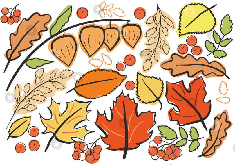 Скачать Осенние листья клена, дуба и рябины. фотосток Ozero