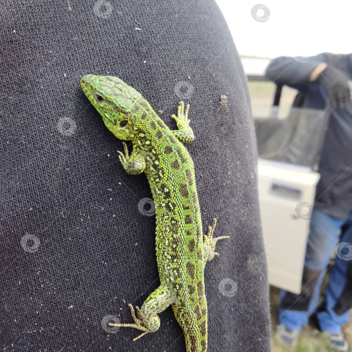 Скачать Ящерица. Дикая зелёная рептилия на плече мужчины в рабочей одежде. фотосток Ozero