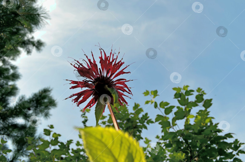 Скачать Цветок монарды на фоне голубого неба. Вид снизу фотосток Ozero