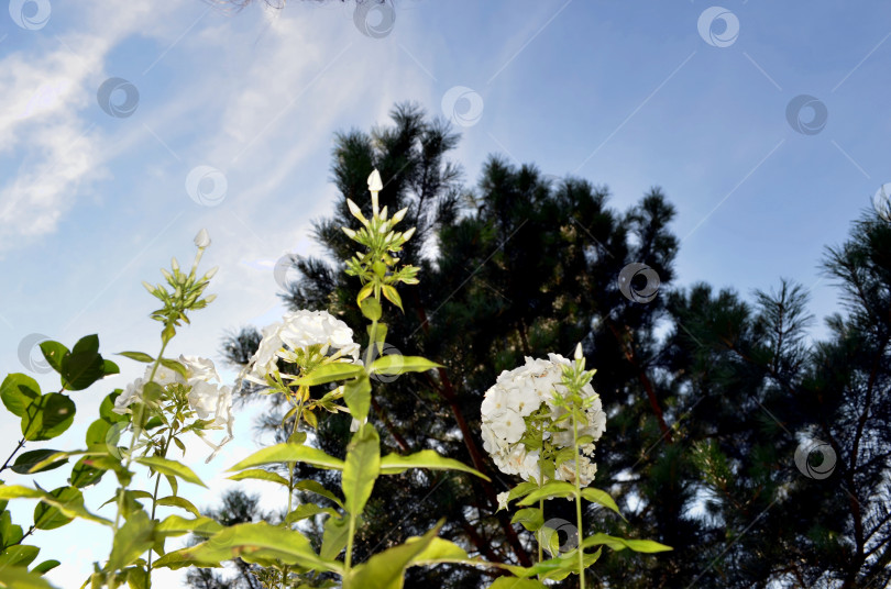 Скачать Соцветие белого флокса на фоне голубого неба, вид снизу фотосток Ozero