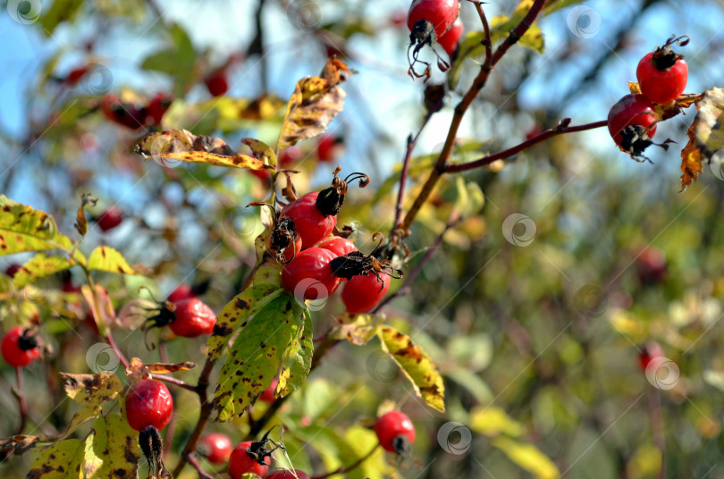 Скачать Плоды шиповника на кусте осенью фотосток Ozero