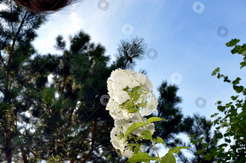 Скачать Соцветие белого флокса на фоне голубого неба, вид снизу фотосток Ozero