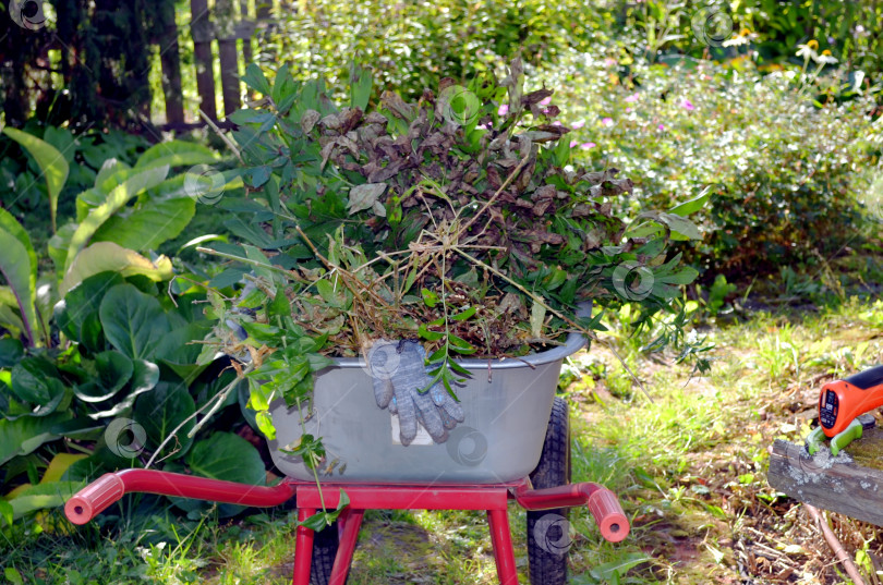 Скачать Уборка сухих стеблей в цветнике осенью фотосток Ozero