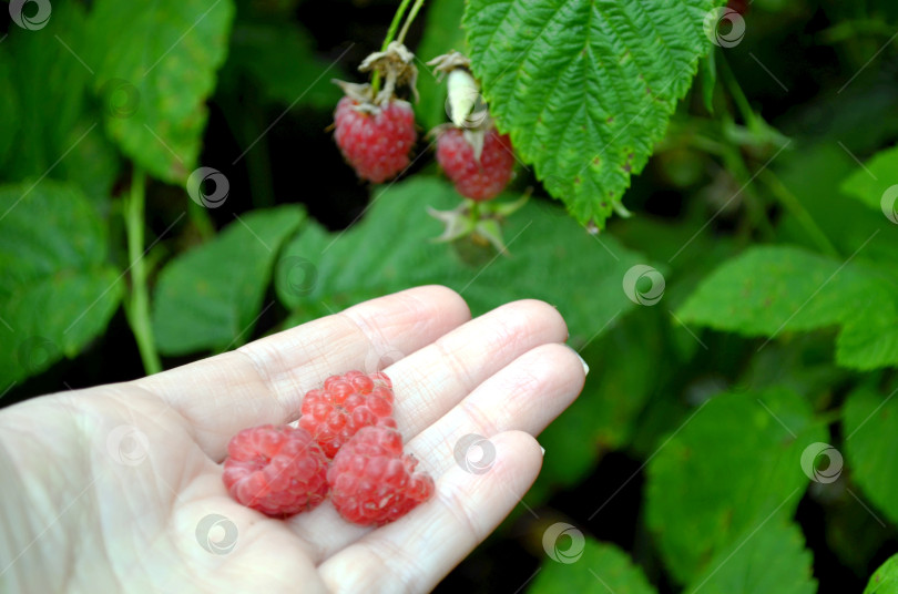 Скачать Ягоды малины в руке фотосток Ozero
