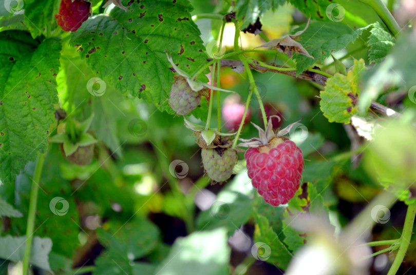 Скачать Ягоды малины на кусте крупный план фотосток Ozero