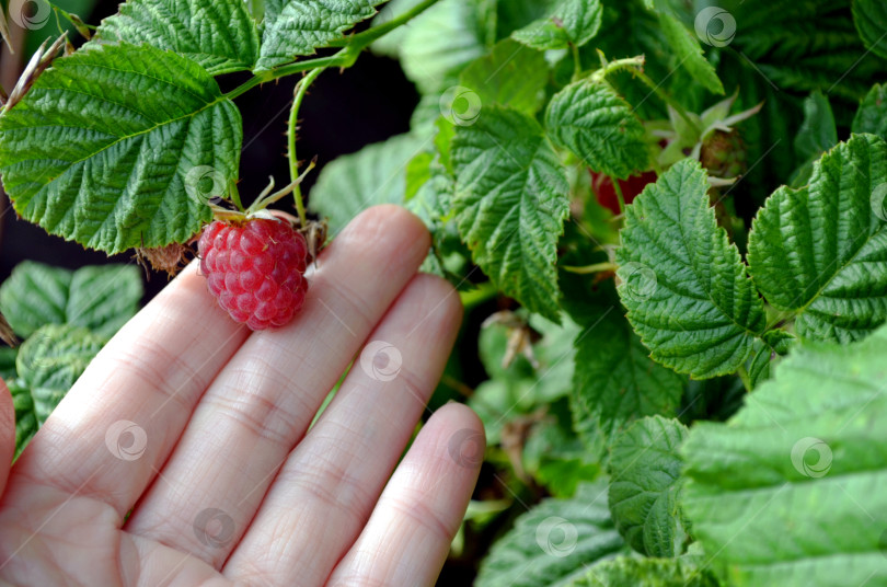 Скачать Ягода малина в руке фотосток Ozero