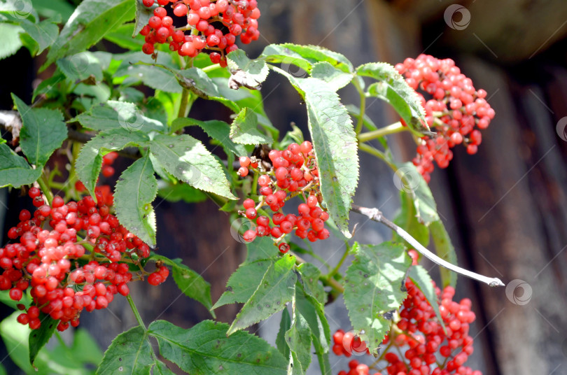 Скачать Бузина красная, ягоды крупным планом фотосток Ozero