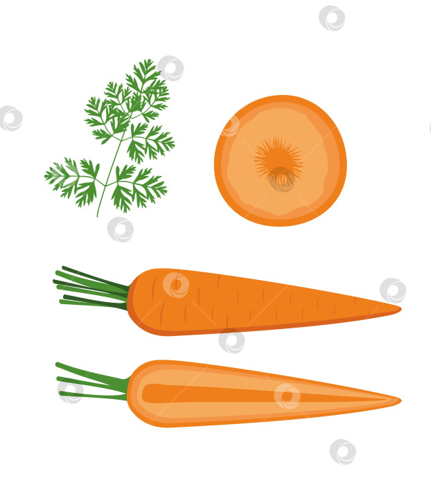 Скачать Свежая морковь фотосток Ozero