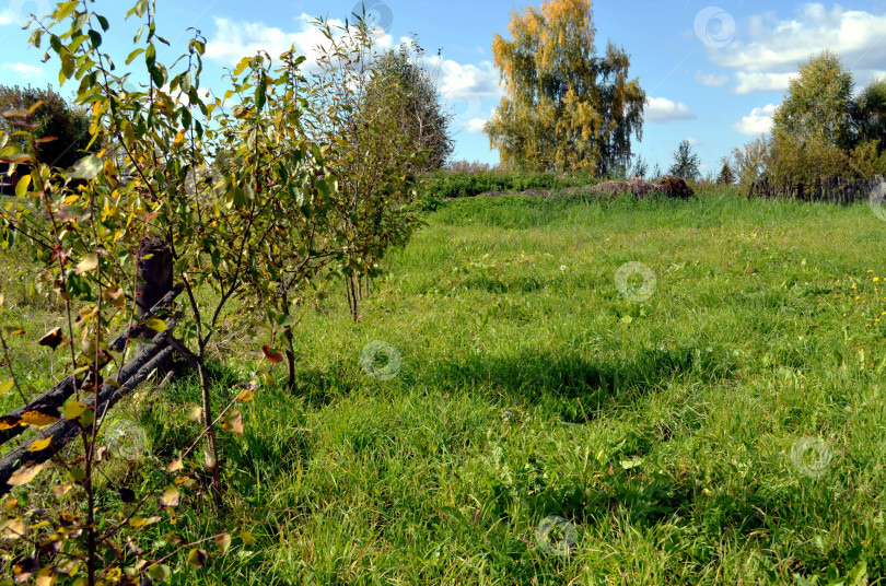 Скачать Молодые деревца ивы, посаженные вдоль изгороди фотосток Ozero