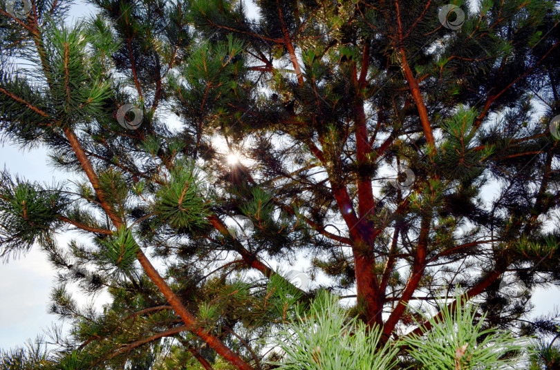 Скачать Ветки сосны на фоне неба фотосток Ozero