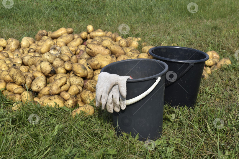 Скачать Копаем картошку. Ведра с картошкой в поле. Желтые клубни картофеля. фотосток Ozero