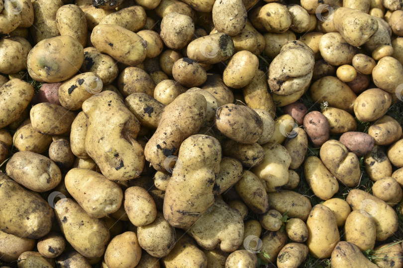 Скачать Копка картофеля. Желтые клубни картофеля. Куча выкопанного желтого картофеля. Новый урожай картофеля. фотосток Ozero